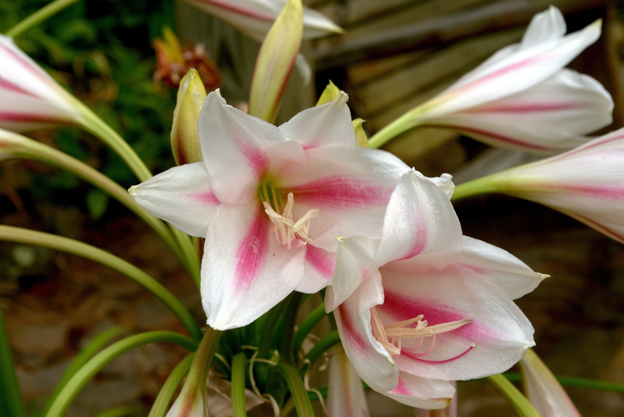 crinum-lily-blossoms-3545558_1280