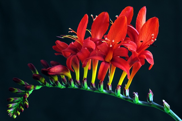 crocosmia