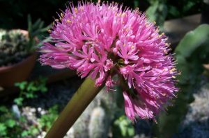 scadoxus - stock image2