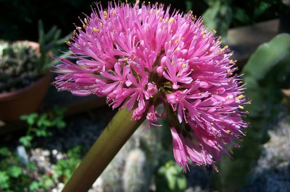 scadoxus - stock image2