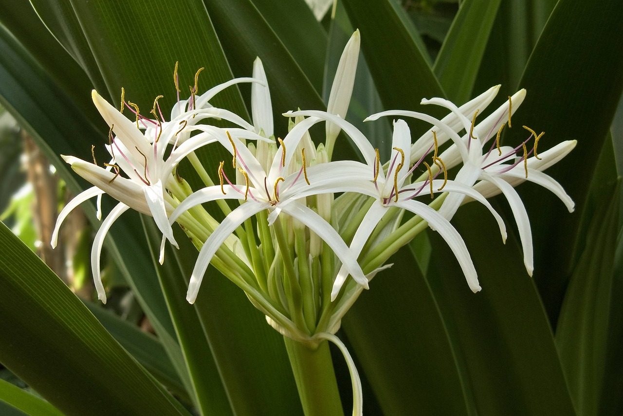 crinum - stock image