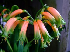 gardenii
