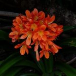 clivia miniata