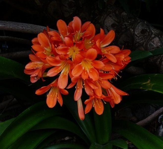 clivia miniata