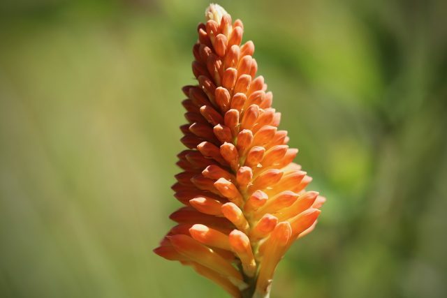 tulbaghia