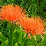 scadoxus