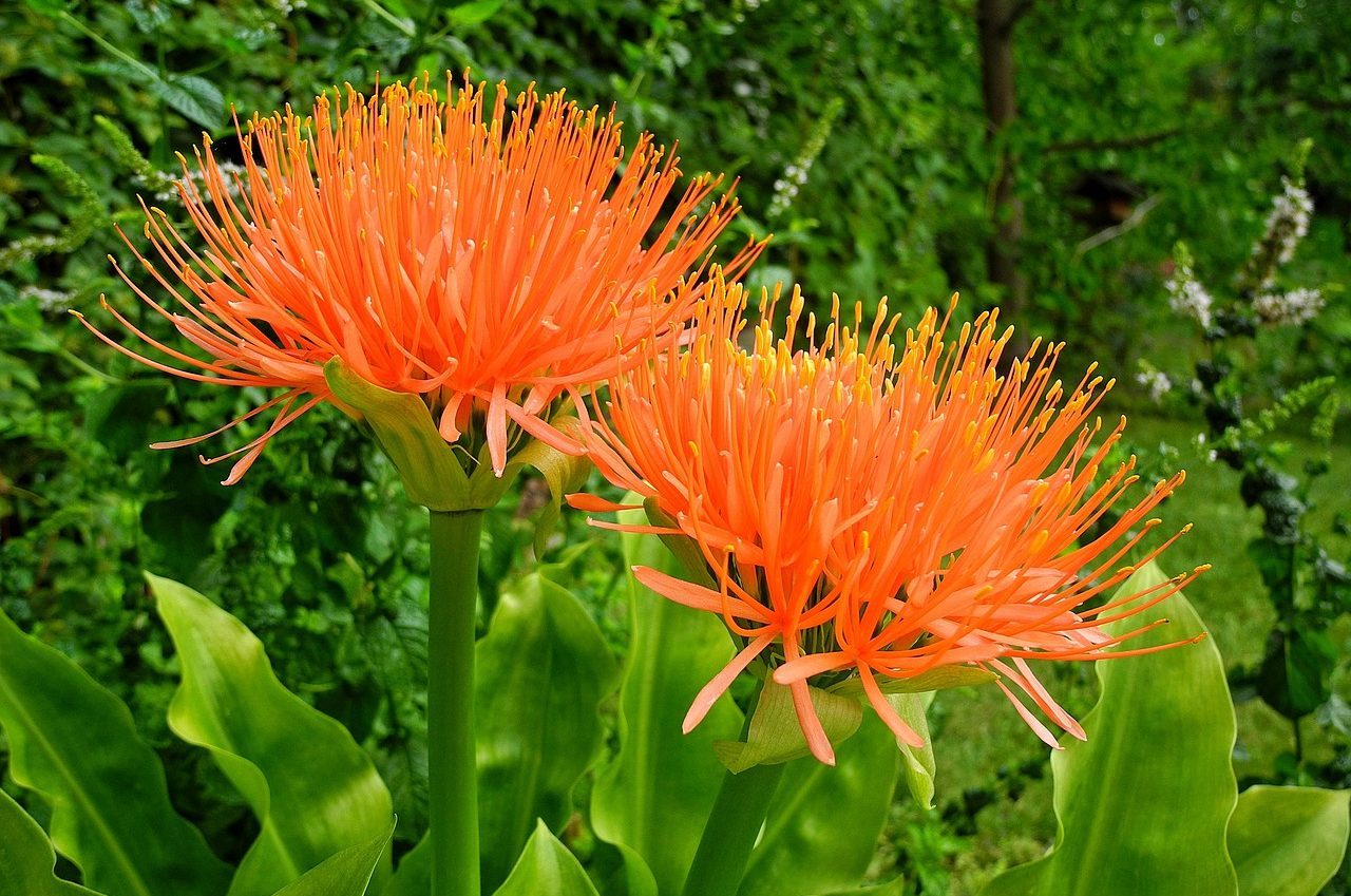 scadoxus