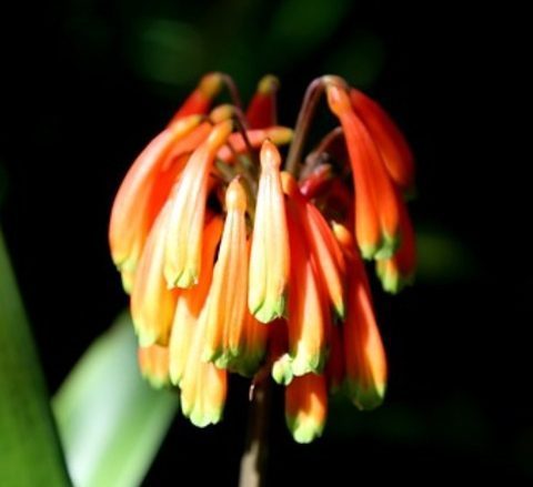 clivia - stock image