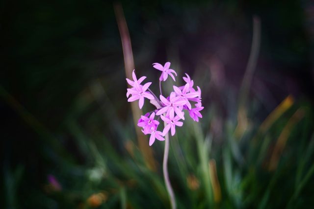 tulbaghia