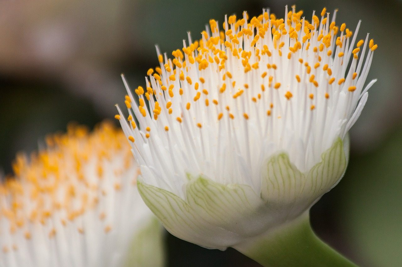 haemanthus - stock image
