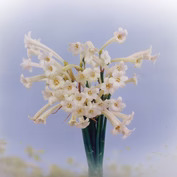cyrtanthus white