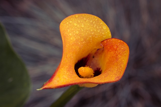zantedeschia orange