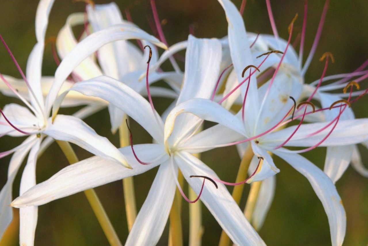 Crinum