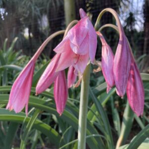 Crinum bulbispermum