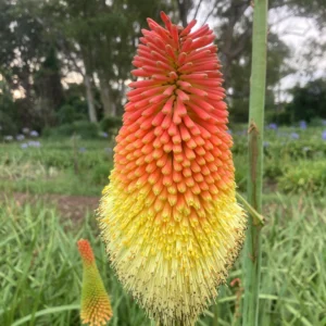 Kniphofia praecox
