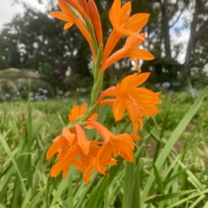 Watsonia pillansii
