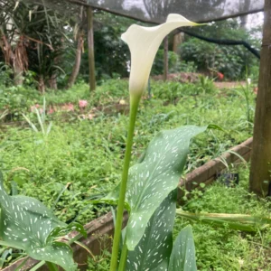 Zantedeschia albomaculata