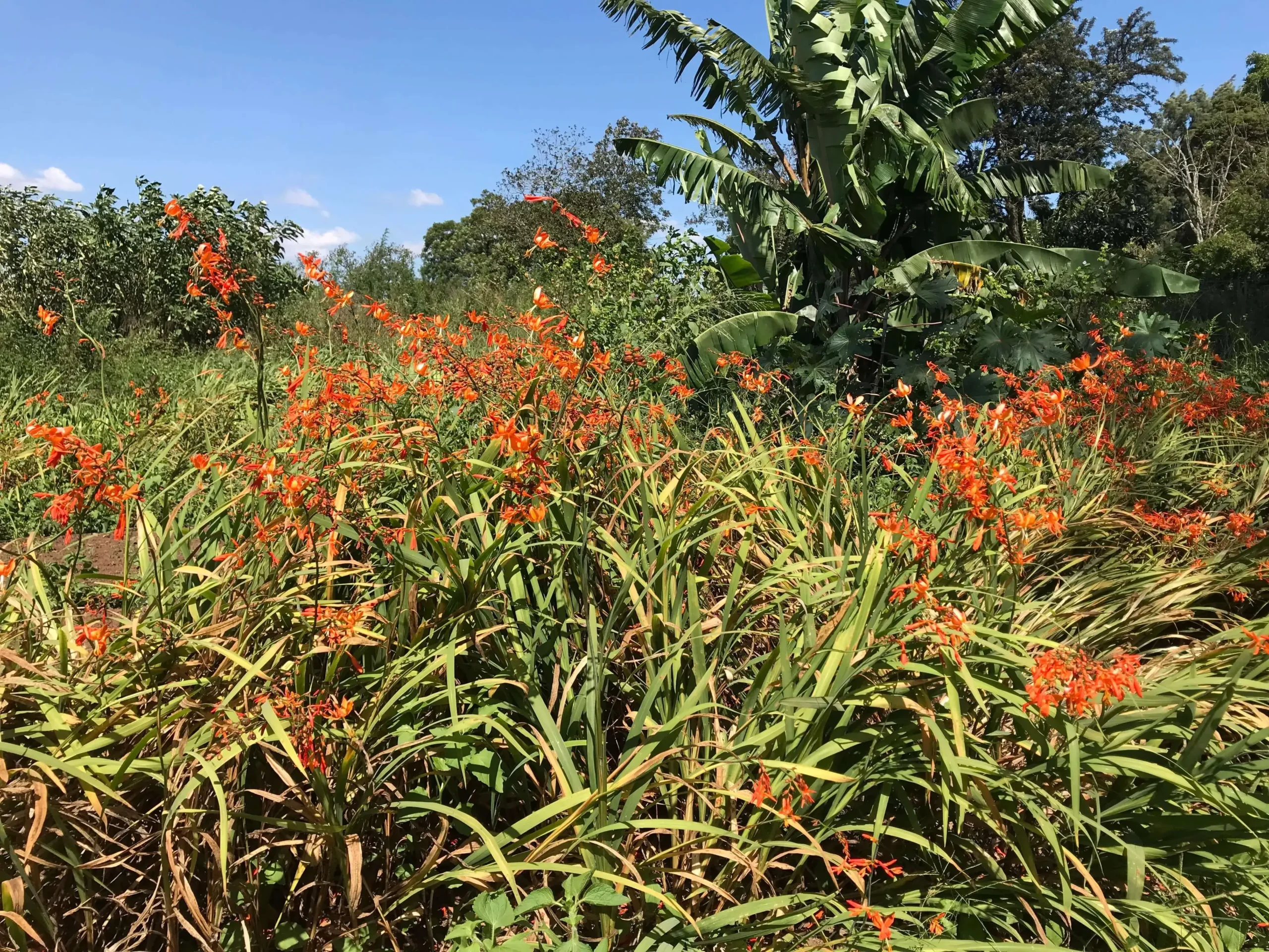 crocosmia aurea orange funnel flower mass planting