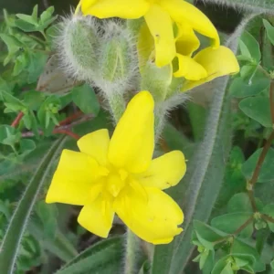 Hypoxidaceae