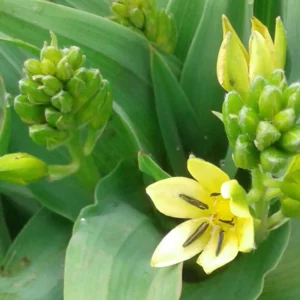 hypoxis colchifolia
