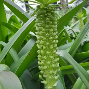 Hyacinthaceae
