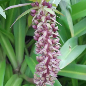 eucomis autumnalis