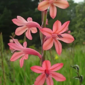 Watsonia borbonica Aphrodites - Soft pink flowers on tall branching spikes bulbs for sale South Africa | spring flowering named cultivar
