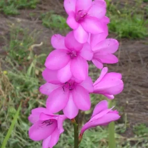 Watsonia borbonica Celeste - Pale lavender-blue rare colour flowers bulbs for sale South Africa | highly sought after collector's watsonia