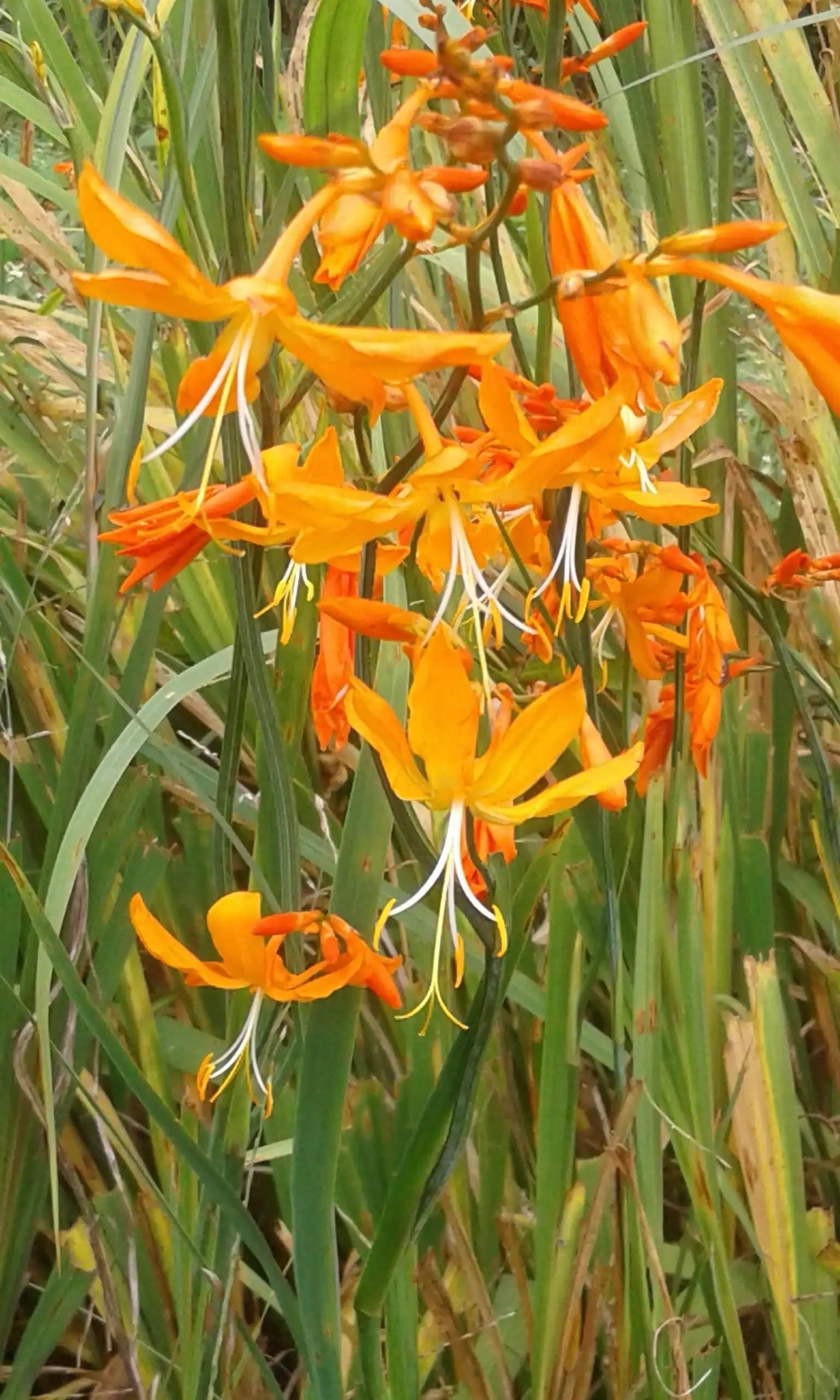 Crocosmia aurea - Bright orange funnel-shaped flowers bulbs for sale South Africa | shade loving sunbird magnet