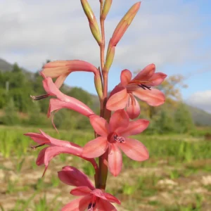Watsonia borbonica Helena - Bright pink flowers on tall upright spikes bulbs for sale South Africa | garden worthy spring watsonia
