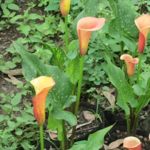 Araceae