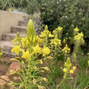 Asphodelaceae