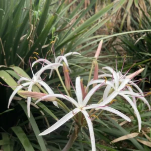 Amaryllidaceae