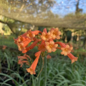 Cyrtanthus mackenii - Orange