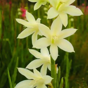 Watsonia Lemon Chiffon - Soft yellow-green unusual colour flowers bulbs for sale South Africa | hybrid watsonia lemon chiffon
