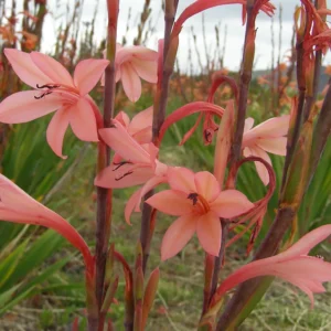 Watsonia meriana Coral - Coral-pink to salmon warm soft flowers bulbs for sale South Africa | spring flowering sunbird watsonia