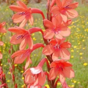 Watsonia meriana New Red - Rich deep red very dark flowers bulbs for sale South Africa | dramatic colour spring watsonia