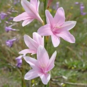 Watsonia borbonica Persephone - Pale pink flowers with darker lower petal flush bulbs for sale South Africa | soft romantic spring watsonia