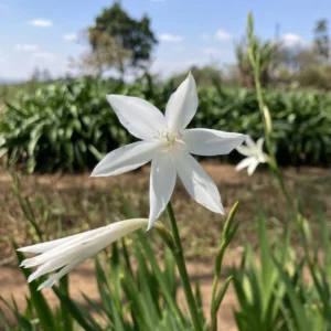 Watsonia borbonica Snow White - Pure white trumpet flowers on tall spikes bulbs for sale South Africa | spring flowering cut flower watsonia