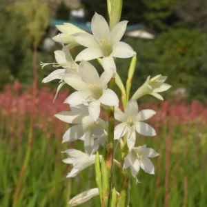 Watsonia meriana Vanilla Sky - Pale creamy-yellow soft subtle flowers bulbs for sale South Africa | unusual colour spring watsonia