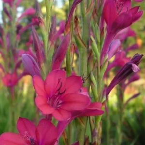 Watsonia borbonica Victoria - Deep pink to magenta flowers bulbs for sale South Africa | very showy spring flowering watsonia