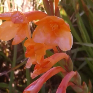 Iridaceae