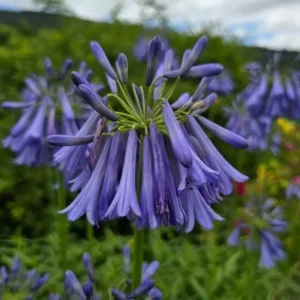 agapanthus inapertus dark purple drooping flower