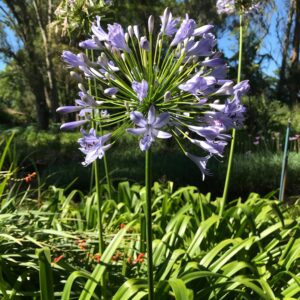 Agapanthus praecox - Blue flower bulbs for sale South Africa | drought tolerant indigenous lily