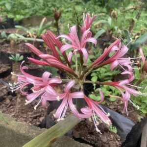 Ammocharis coranica - Pink spider-like fragrant flowers bulbs for sale South Africa | ground lily xeriscaping