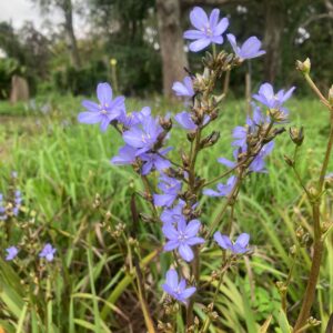 Aristea ecklonii - Blue star-shaped flowers bulbs for sale South Africa | evergreen shade perennial
