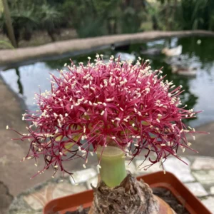 Boophone disticha - Fan-shaped grey-green leaves bulbs for sale South Africa | poisonous but highly collectable