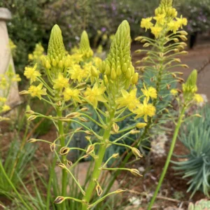 Bulbine abyssinica - Yellow star-shaped flowers bulbs for sale South Africa | medicinal evergreen succulent-like