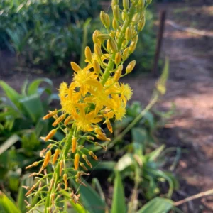 Bulbine natalensis - Tall yellow flower spikes bulbs for sale South Africa | medicinal drought tolerant