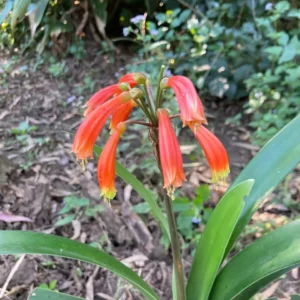 Clivia caulescens - Pendulous orange-red flowers bulbs for sale South Africa | rare stem-forming clivia
